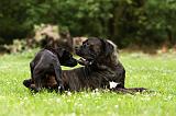 CANE CORSO 912